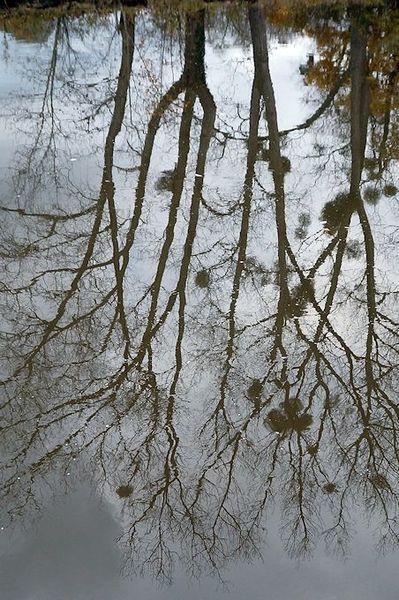 reflet
