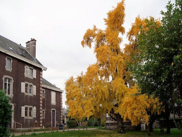 arbre aux cinquante écus