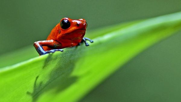 Le volet LIFE Environnement, inefficace et mal conçu…