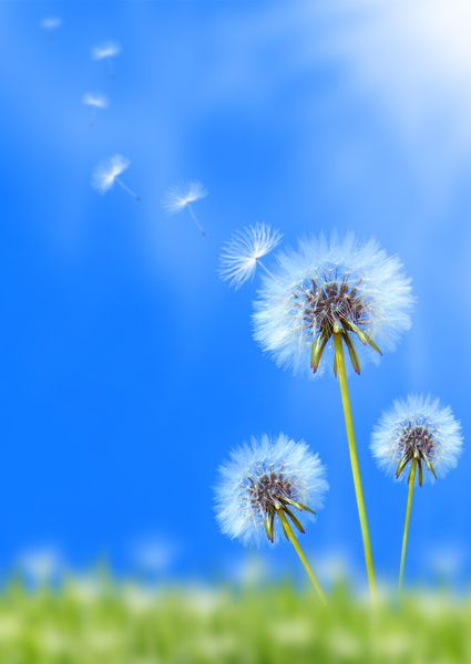 Restera-t-il une place pour l’éolien dans le futur marché énergétique ?