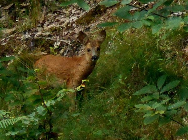 Fans d'un faon dans la forêt dominant Autun