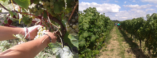 Début des vendanges au Château Grand Baril - Real Caillou