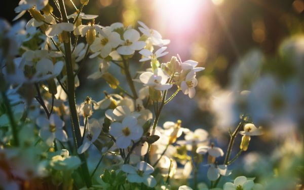 6 petites idées pour fêter le printemps