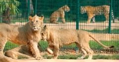 Pourquoi le zoo ?