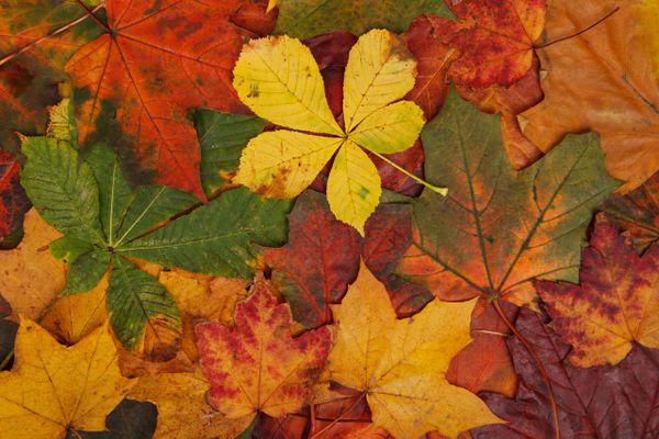 Octobre au Grain des Mots