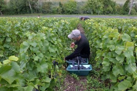 Les vendanges 2016