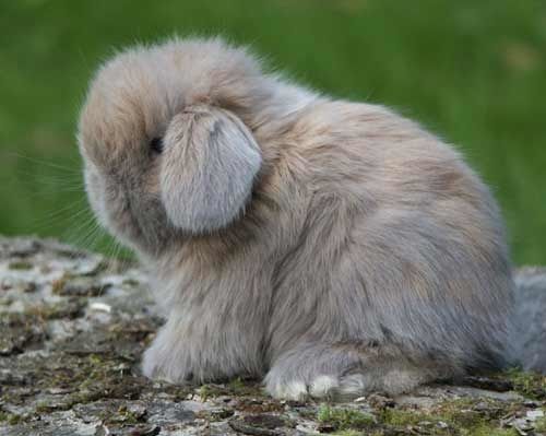 L'amour est dans le pré : la prétendante du candidat du Cher tombe amoureuse de son lapin nain