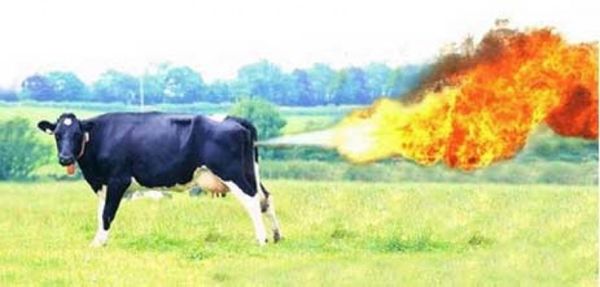 Chateaumeillant : Emile fume au cul d'une vache et prend feu