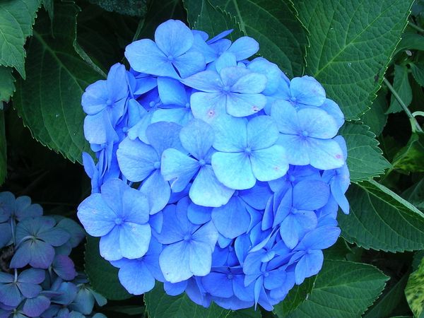 Un trafic d'hortensias démantelé dans les Prés-Fichaux de Bourges
