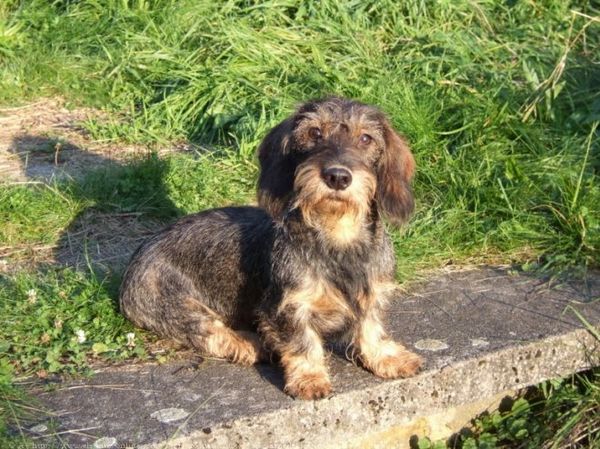 A Saint-Doulchard, un chien dépose plainte contre un homme qui lui aboyait dessus