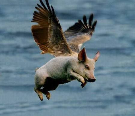 Un cochon ailé pris dans la tempête bretonne atterrit dans le Cher-Nord