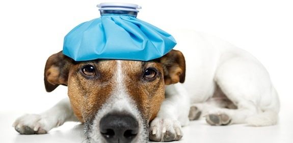 A Bourges, le facteur qui a mordu un chien a été piqué