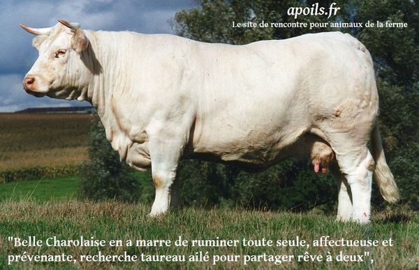 Deux Berrichons créent un site de rencontres pour animaux de la ferme