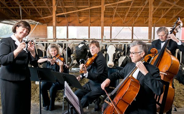 Les vaches préfèrent les slows