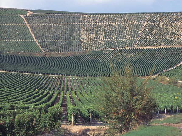 Le sancerre et le sauvignon de Loire, stars aux USA ...