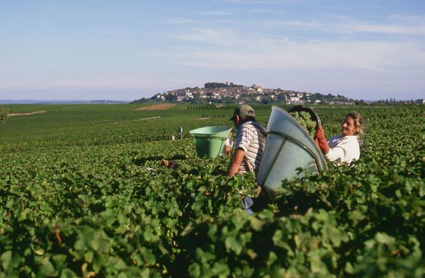 Les vendanges et le "tracassin" du sancerrois Denis Vacheron...