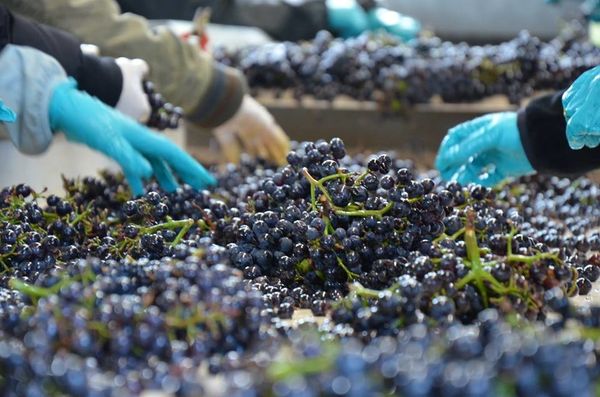Le tri des pinots noirs au Domaine Henri-Bourgeois à Chavignol.