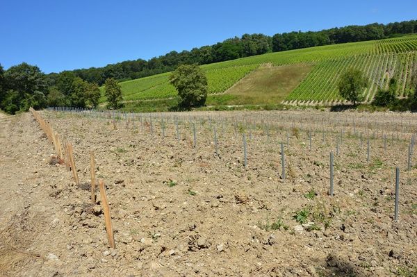 Étranges raisins de la colère à Sancerre ...
