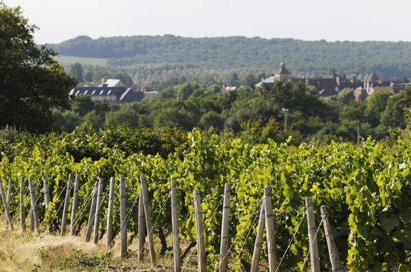 Quelques rendez-vous autour du vin, pour bien terminer l'été ...