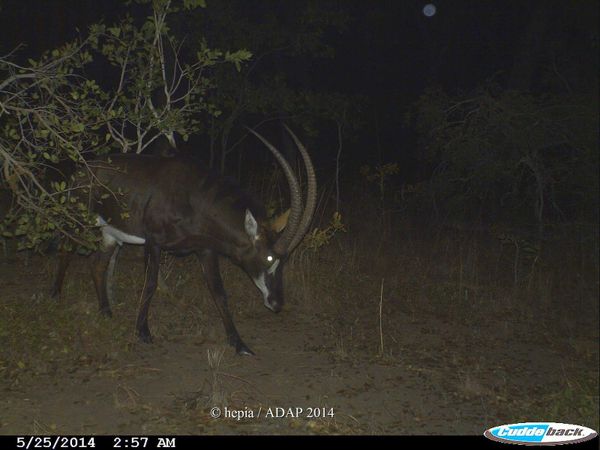 first pictures from 2014 session in Rukwa GR