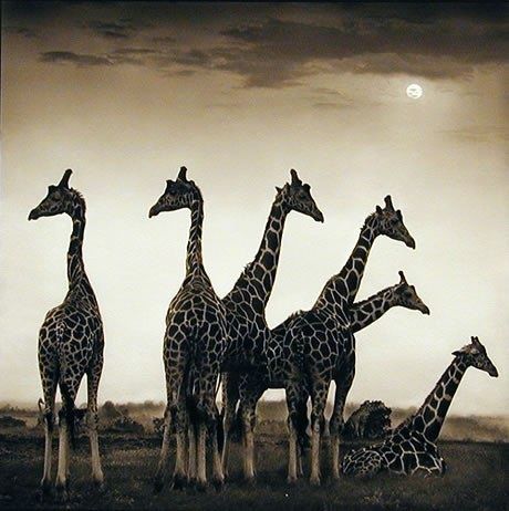 Tamini Giraffe Manor, Nairobi, Kenya, Hôtel insolite, les giraffes