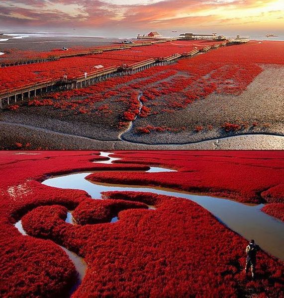 Panjin Red Beach, la plage rouge, réserve naturelle, Chine, lieu insolite