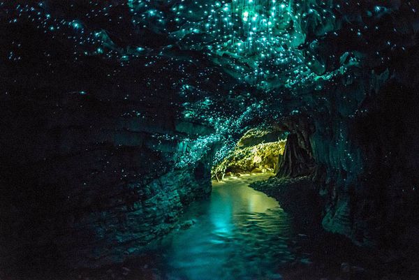 La Grotte de Waitomo, Avec ses Arachnocampa Luminosa, Nouvelle-Zélande