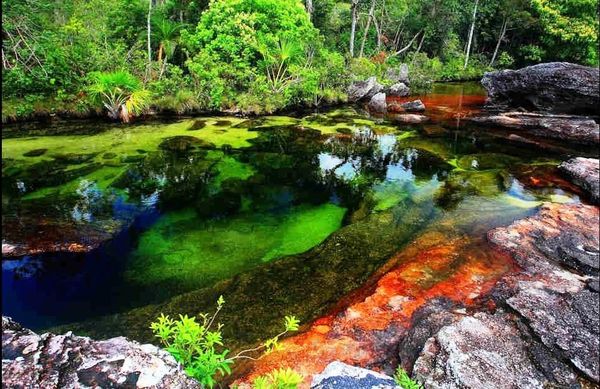 Cano Cristales, La Caristales, Fleuve de 5 couleurs, rivière multicolore, Colombie