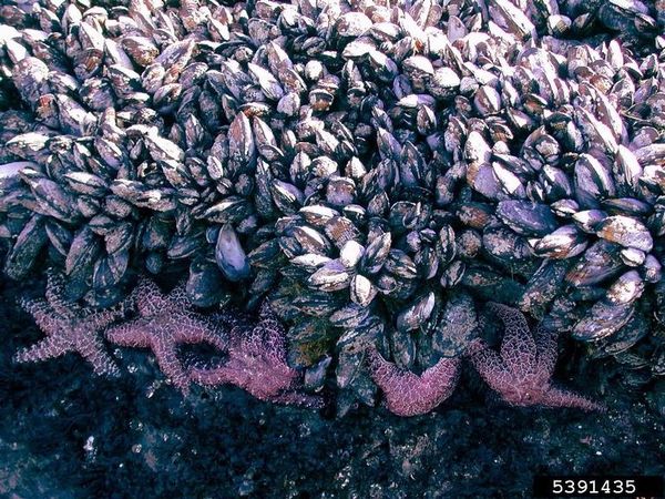 Mytiloïda, Les Moules, mollusques bivalves