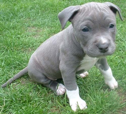 Staffordshire Bull Terrier, Staffie, Staffy, histoire
