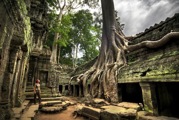 Temple de Ta Prohm, Angkor, Cambodge