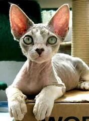 Le Chat Sphinx, chat sans poil, Origine