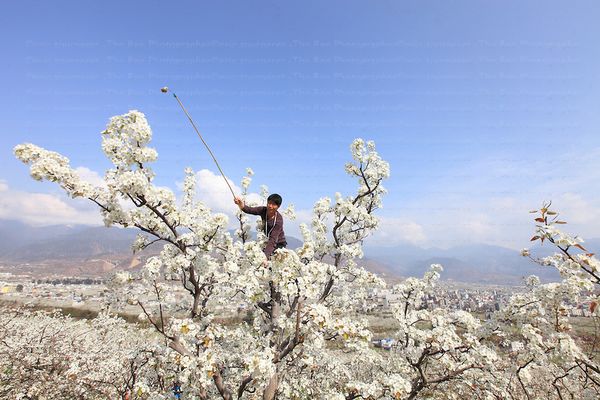 Les Femmes Abeilles du Sichuan, Pollinisation humaine, Chine