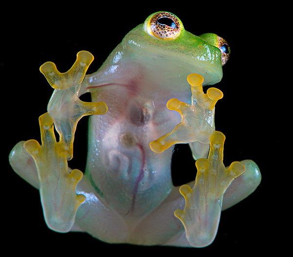 Animaux rares et étranges, 5e partie : Centrolenidae la grenouille de verre, le Umbonia Spinosa, La Crevette mante religieuse Stomatopoda