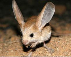 Animaux en voie de disparition : La Gerboise à longues oreilles, Euchoreutes Naso