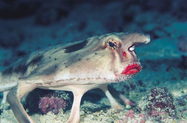 Animaux rares et étranges, 7e partie, Le poisson chauve-souris rouge à lèvre, La grenouille violette d'Inde, La salamandre Géante Chinoise