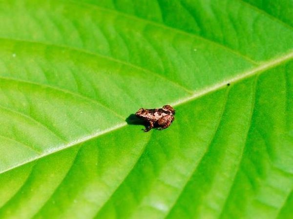 Animaux rares : la Grenouille Sooglossus des Seychelles