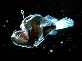 Animaux méconnus des Abysses : Le poisson-pêcheur, Le requin Lézard et le requin Lutin