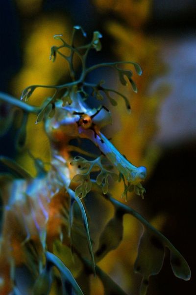 L'hippocampe feuille, le dragon de mer feuillu, Phycodurus eques, animaux rares et étonants