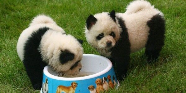 Lorsque les chiens Chinois deviennent des Pandas ou des tigres, Nouvelles tendances : le chien Panda!