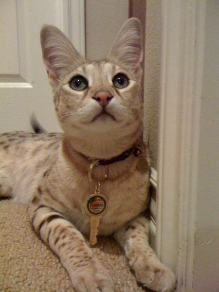 Guinness Records Insolite : Scarlett Magic, le chat géant de Californie, USA, Kimberley Draper