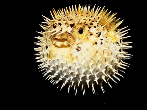 Les Animaux les plus mortels au Monde : Le Puffer Fish, La Grenouille d'or de Dard 1ère partie