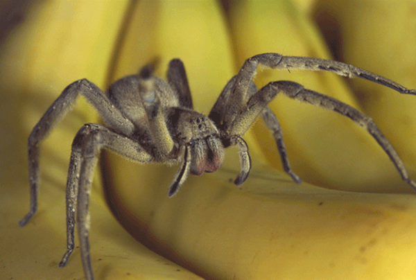 Les Animaux les plus mortels au monde : L'araignée errante brésilienne Phoneutria, Le scorpion rôdeur de la mort Leirus quinquestriatus, 2è partie