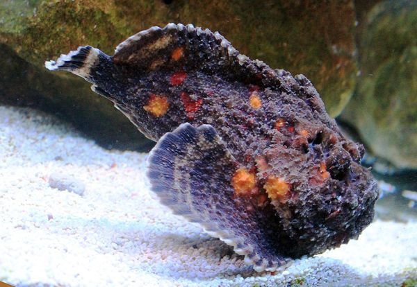 Animaux les plus mortels au monde : Le Poisson Pierre ou Synancée, 8e partie