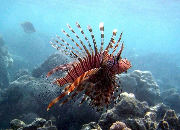 Animaux les plus mortels au monde : Poisson Lion, Pterois Volitans ou Rascasse volante 7e partie