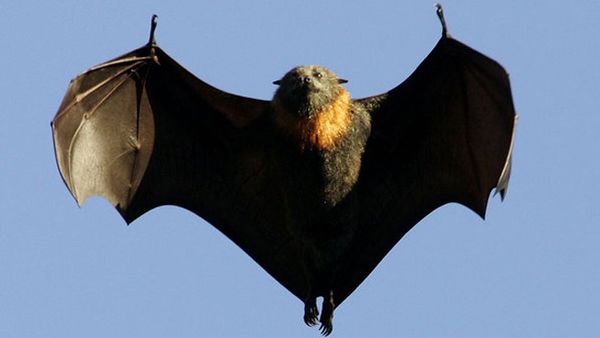 La chauve-souris Géante, Pteropus Giganteus, et l'histoire de Treemonkey18, australien.