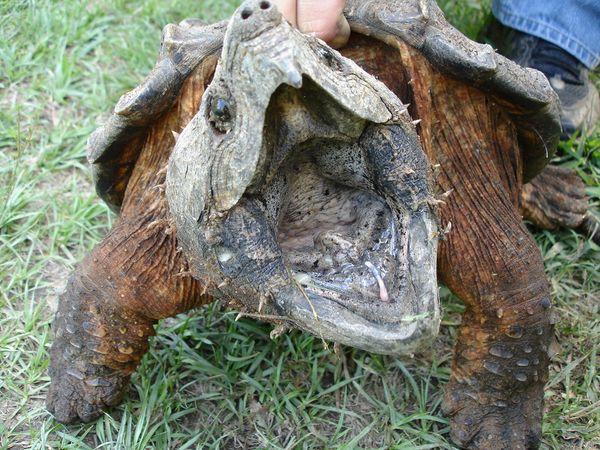 La Tortue Alligator, Alligator snapping turtle, Macrochelys Temminckii, Etats-Unis