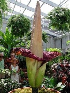 Le Pénis de Titan, la plus grande fleur au Monde qui ne fleurit que tous les 10 ans! Nantes
