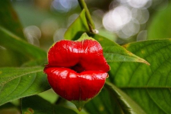 La Psychotria Elata, où La fleur en forme de Lèvres chaudes, Amérique Centrale