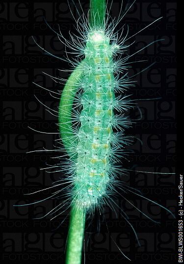 Le Pterophorus Pentadactyla, Ptérophore Blanc, Un papillon blanc